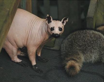 This is a raccoon without fur. | Hairless animals, Cute animals, Animals