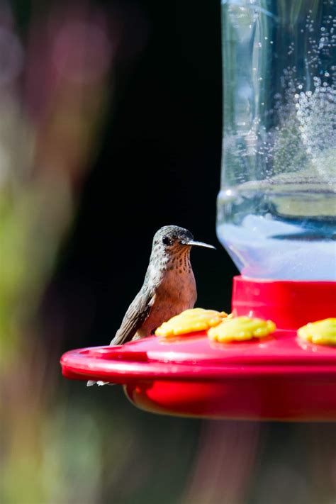 Easy 2 Ingredient Homemade Hummingbird Food Recipe Made In A Pinch