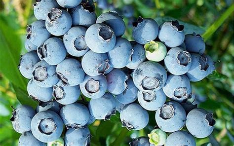Star Southern Highbush Blueberry 1 Gallon Shrub Fruit Blueberry