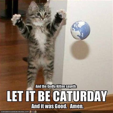 6 work on saturday memes. 10 Tips for a Happy and Healthy Kitten | Funny cat ...