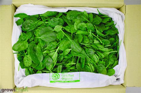 Organic Baby Spinach Bulk Box 15kg Australian Growsfresh