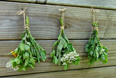 Tag us in your #iherbhaul. HARVESTING AND STORING HERBS FOR WINTER | Kellogg Garden ...