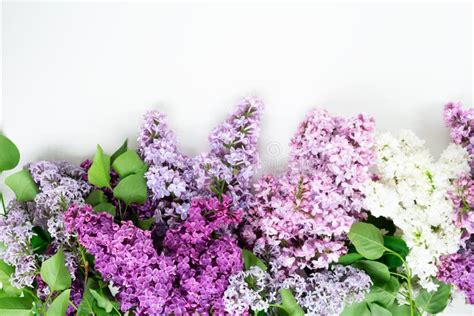 Fresh Lilac Flowers Stock Photo Image Of Beautiful 138498568