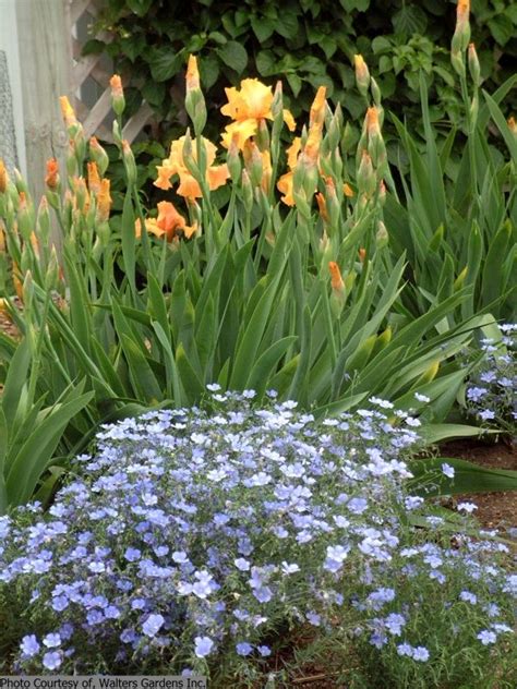 Wild Flax Blue Saphyr Sapphire Wildflower Ps To Full Sun 8 H 12