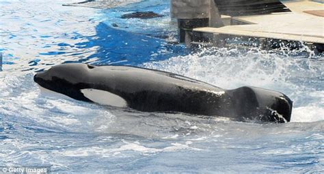 Back On Show Tilikum The Killer Whale Performs For Seaworld Crowds For