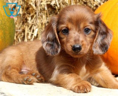 Miniature Dachshund Puppies For Sale Puppy Adoption Keystone