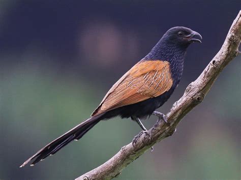 It will appear from high yellow with tan coloration to a the homozygous form of the lesser ball python is the blue eyed leucistic, or bel for short. Birds of The World: Coucals (Cuculidae)