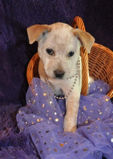 5 miles 10 miles 25 miles 50 miles 100 miles 200 miles 500 miles. Adopt Rosalie aka Rosie (puppy) on Petfinder | Shepherd ...