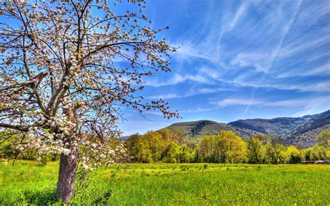 Spring Landscape Wallpapers And Images Wallpapers Pictures Photos