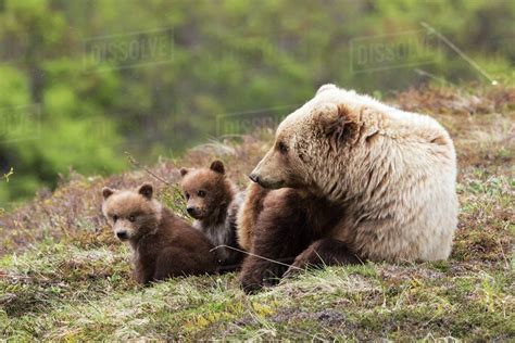 grizzly bear cubs and mother relaxing and on the tundra in spring denali national park
