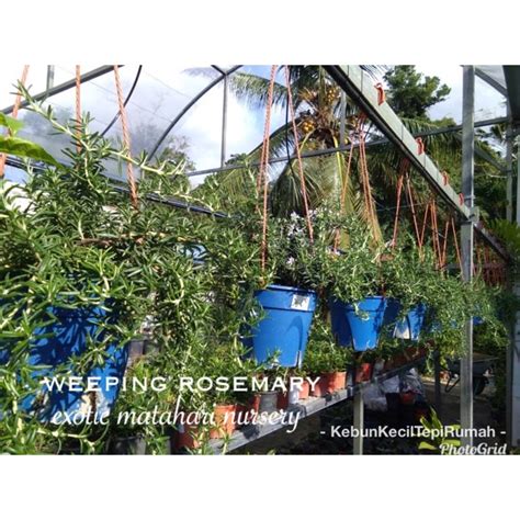Coba cara ini | rosemary care. pokok rosemary jenis tegak dan gantung @ weeping | Shopee ...