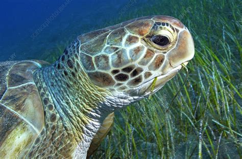 Green Sea Turtle Eating Seagrass Stock Image C Science Photo Library