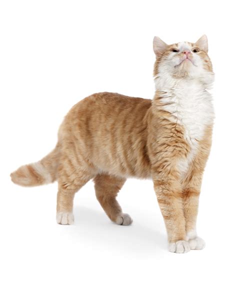 Has your cat had the spay or neuter procedure? Dog and Cat Spay and Neuter in Elwood, IN | Elwood Animal ...
