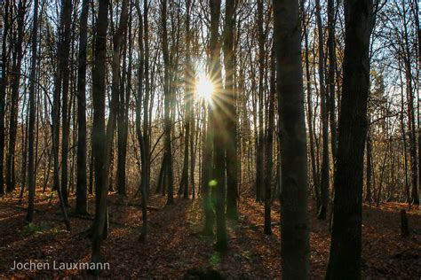 Herbstsonne Im Wald Autumn Sun In The Forest Jochen Lauxmann Flickr