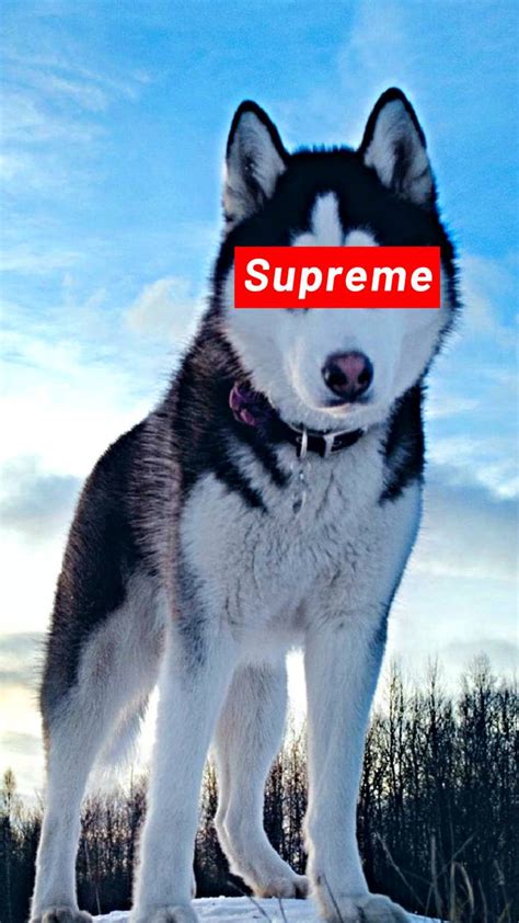 Dogs Supreme Wallpapers Wallpaper Cave