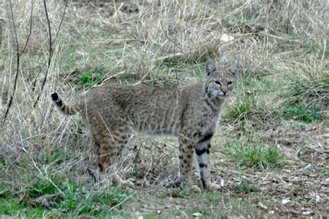 Wild Cats In Texas Panhandle Everything About Cats The Cat Lovers