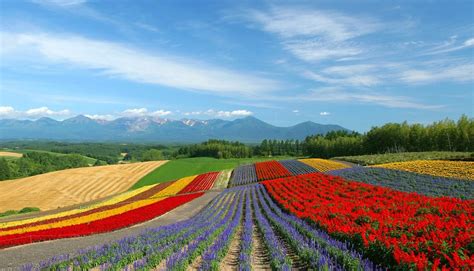 Salah satunya festival bunga musim panas jepang. DELUXSHIONIST | Asia's Luxury Travel and Lifestyle Blog