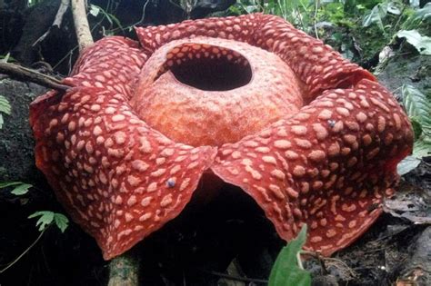 Worlds Largest Flower Spotted In Indonesia Abs Cbn News