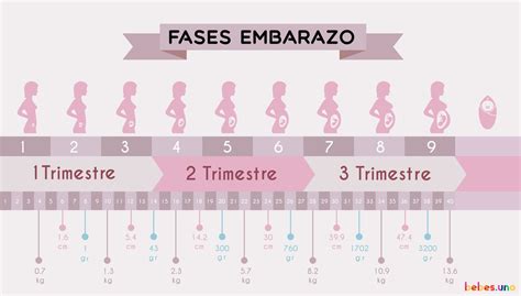 El Embarazo Trimestre A Trimestre Etapas Y Consejos