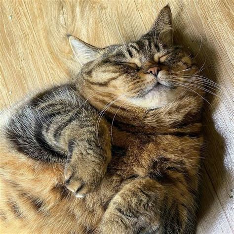 Hilarious Chunky Cat Named Manggo Will Steal Your Heart Barnorama