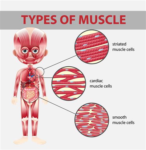 Types Of Muscle Cell Diagram 1762350 Vector Art At Vecteezy