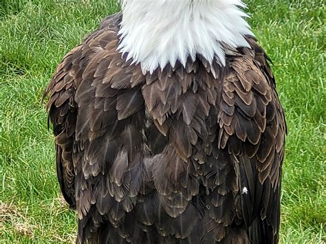 Alberta Birds Of Prey Visitors Centre Coaldale All You Need To