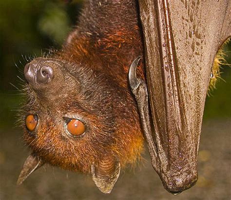 Bats The Flying Furry Mammal Of The Night Animal Pictures And