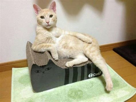 20 Majestic Cats That Have Mastered The Art Of Posing For The Camera