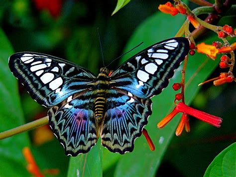 Top 10 Most Beautiful Butterflies In The Worldbutterflies Are Most