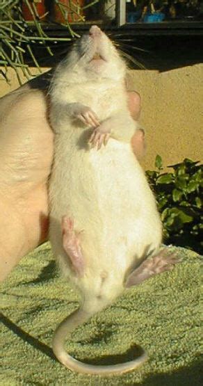 Nicoles Rats Why Rats