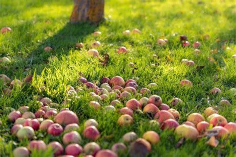 5400 Apple Falling From Tree Stock Photos Pictures And Royalty Free