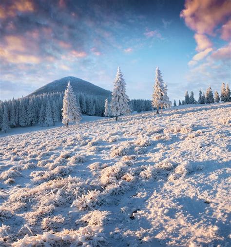 Fantastic Winter Sunset In Carpathian Mountains With Snow Covered Fir