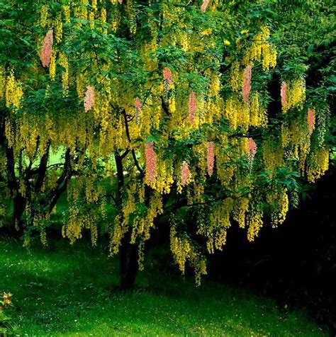 Adams Laburnum Laburnocytisus Adamii Young Tree Approx 60 100cm Tall