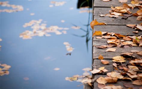Autumn Leaves On Wooden Bridge Mac Wallpaper Download Allmacwallpaper