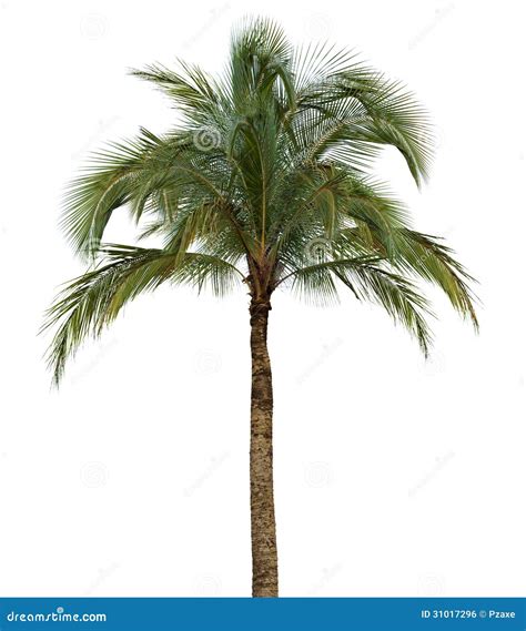 Palm Tree On White Background Royalty Free Stock Image Image 31017296