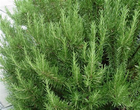 How To Grow Rosemary Plants Inside Over Winter