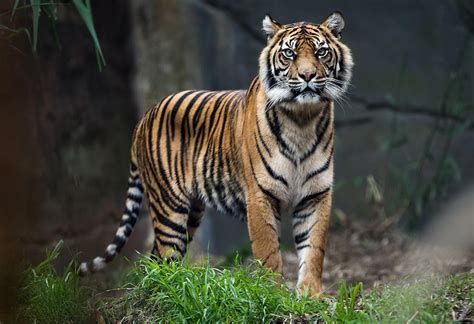 Interesting Tiger Facts And Information For Kids