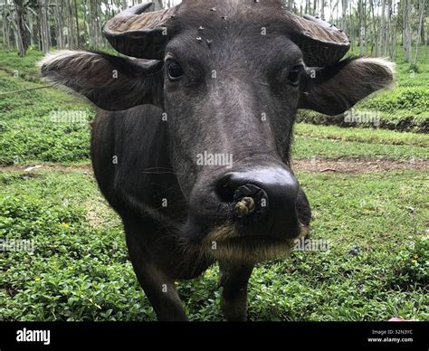 Carabao Buffalo Hi Res Stock Photography And Images Alamy