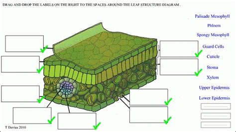 Leaf Cell Diagram Quizlet