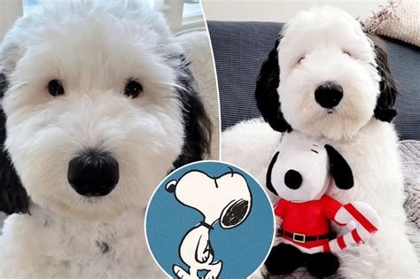 Snoopys Real Life Twin Is A Mini Sheepadoodle Named Bayley