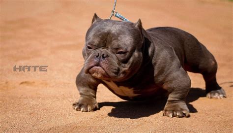 According to couponxoo's tracking system, there are currently 17 micro bully puppies for sale. Pin on exotic micro bullys