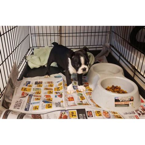 The boston terrier is a compact dog who has a short, sleek coat and a flat face. One male Boston Terrier puppy in Waynesboro, Virginia - Puppies for Sale Near Me