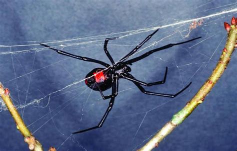 Southern Black Widow Spider Environmental Pest Systems