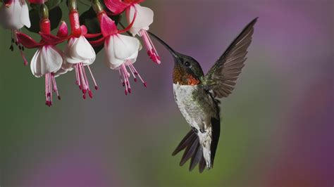 Hummingbird Wallpaper 72 Images