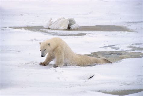 Hungry Hungry Polar Bears Cents