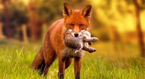 Foxes have a really diverse diet. What Do Foxes Eat?