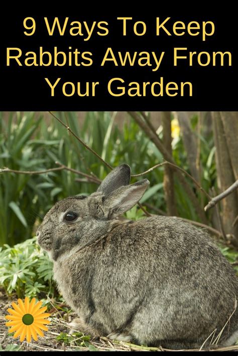 How To Stop Rabbits Eating Your Vegetable Garden Easy Backyard