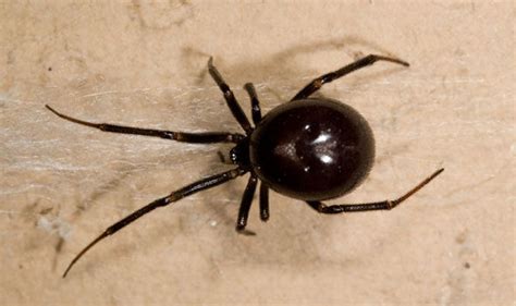 Males are identical to the typical giant spider. Two schools evacuated after infestation of False Widow ...
