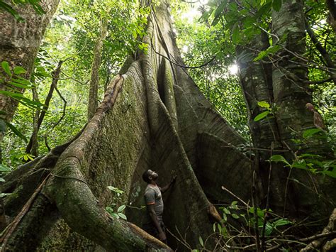 Cameroon Opens 68385 Hectares Of Virgin Forest To Logging Green