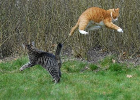 Ninja Fight Of Two Cats 17 Pics